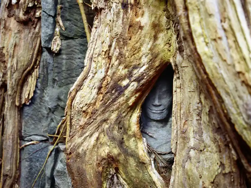 Ein Höhepunkt Ihrer individuellen Rundreise durch Vietnam und Kambodscha: die  jahrtausendealten Tempel von Angkor, die nach und nach wieder vom Dschungel überwuchert werden, was sie zu einer faszinierenden Kulisse macht.