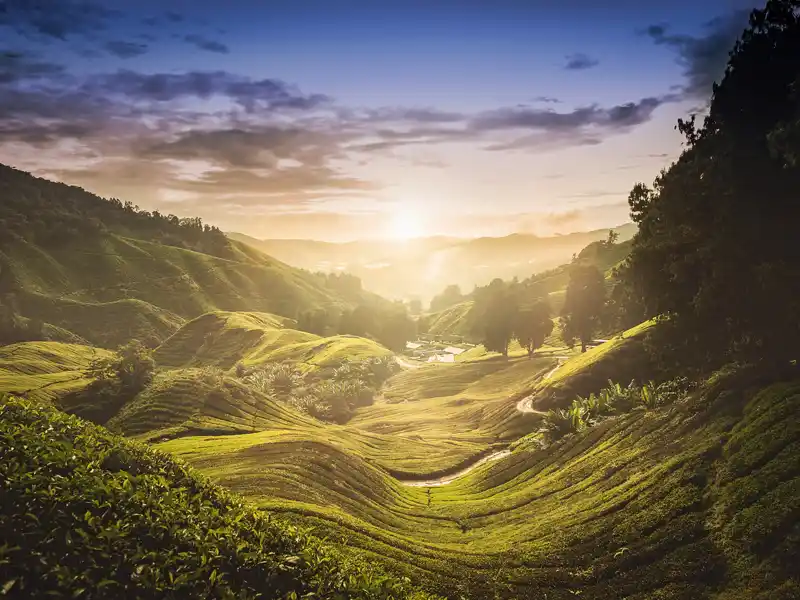 Was Sie auf Ihrer individuellen Rundreise durch Malaysia unbedingt besuchen sollten: die Teeplantagen!