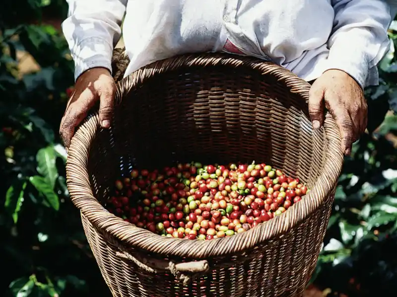 Auf Ihrer individuellen Rundreise mit dem Mietwagen durch Costa Rica haben Sie die Möglichkeit, alles über Kaffee zu erfahren, was Sie schon immer wissen wollten.