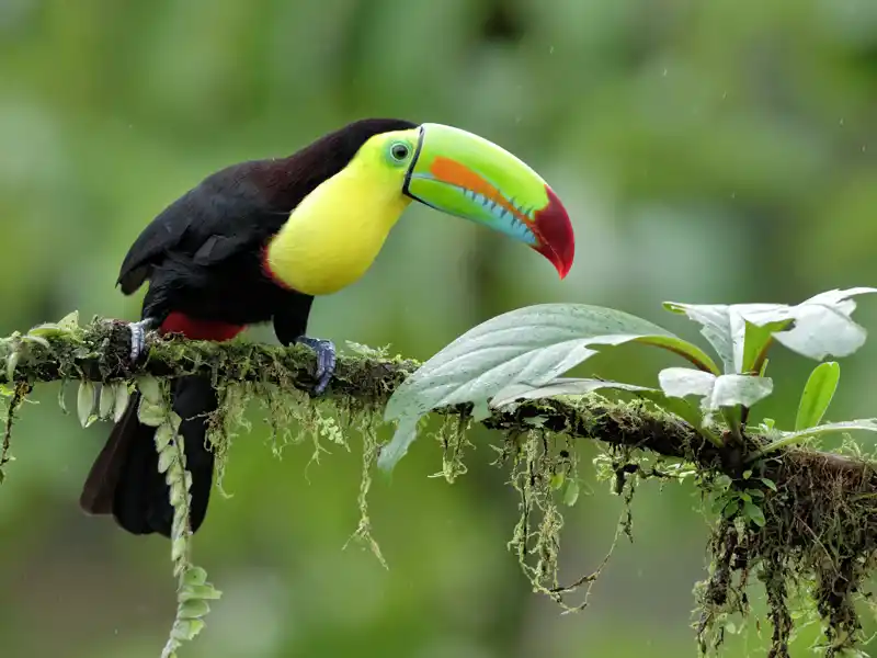 Auf dieser individuellen Marco Polo Reise durch Costa Rica erkunden Sie die wunderschöne Flora und Fauna des Landes. Auf schmalen Wegen geht es durchs Dschungelgrün.