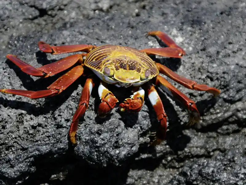 Die Galápagos-Inseln, letzte Station Ihrer individuellen Rundreise nach Ecuador, haben auch an kleinen Bewohnern der Tierwelt einiges zu bieten.