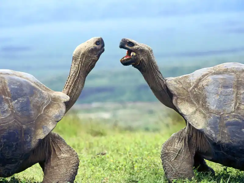 Auf Isabela, einer Station auf den Galápagos-Inseln auf Ihrer Rundreise nach Ecuacor, besuchen Sie eine Schildkrötenaufzuchtstation und erleben die Riesenschildkröten von ganz nah.