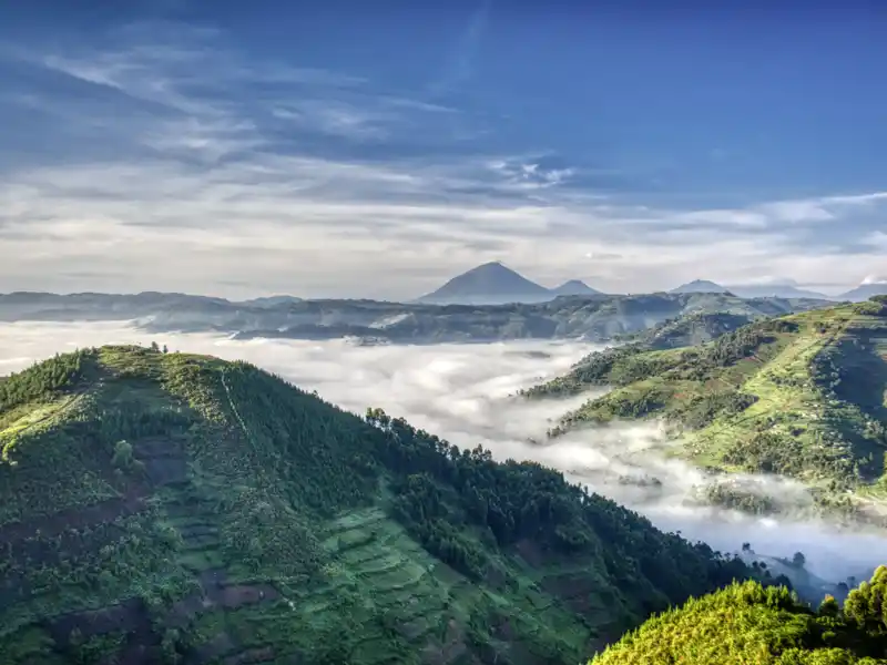 Das Highlight Ihrer individuellen Rundreise durch Uganda erwartet Sie im Bwindi-Nationalpark, wenn Sie im Bergwald auf Gorillatracking gehen.