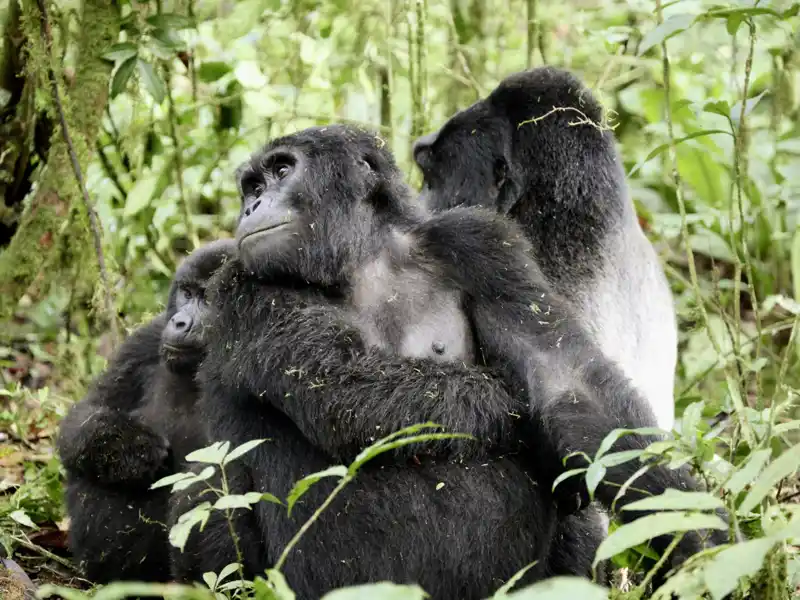 Auf Ihrer individuellen Reise durch Uganda mit Gorilla-Tracking können Sie herzberührende Gorillas im Bwindi-Nationalpark aus der Nähe erleben.