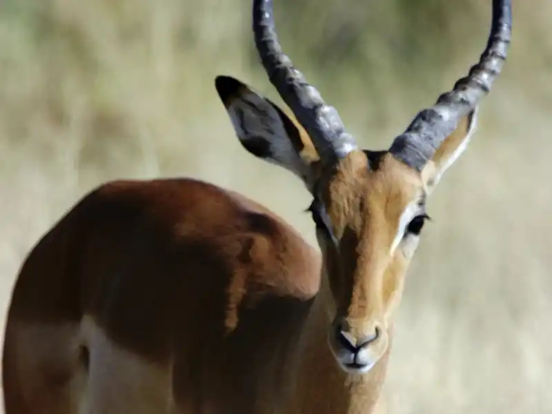 Wenn Sie auf Ihrer individuellen Rundreise ausführlich auf Safari gehen, kommen Sie der Tierwelt von Botswana ganz nah - Antilopen begegnen Ihnen ganz sicher und mit etwas Glück vielleicht auch die Big Five.