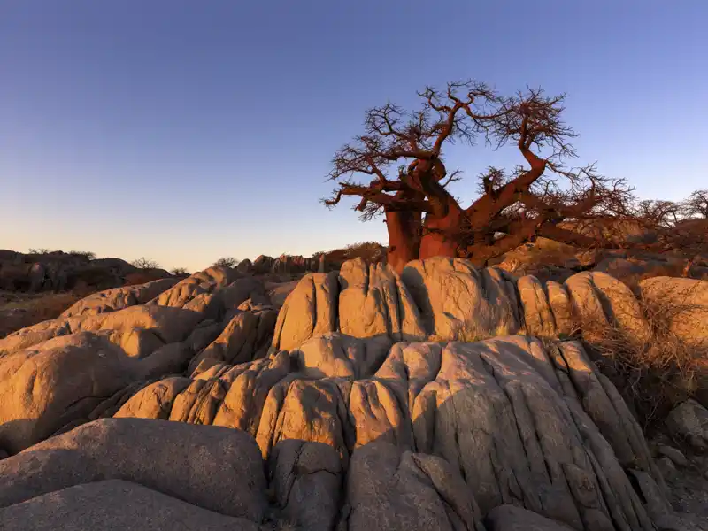 Der Baobab ist eines der Highlights aus dem Pflanzenreich auf Ihrer Botswana-Safari.