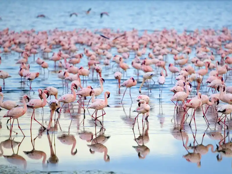 Auf Ihrer individuellen Rundreise durch Namibia kommen Sie auch nach Walvis Bay und sehen in der Lagune unzählige Flamingos.