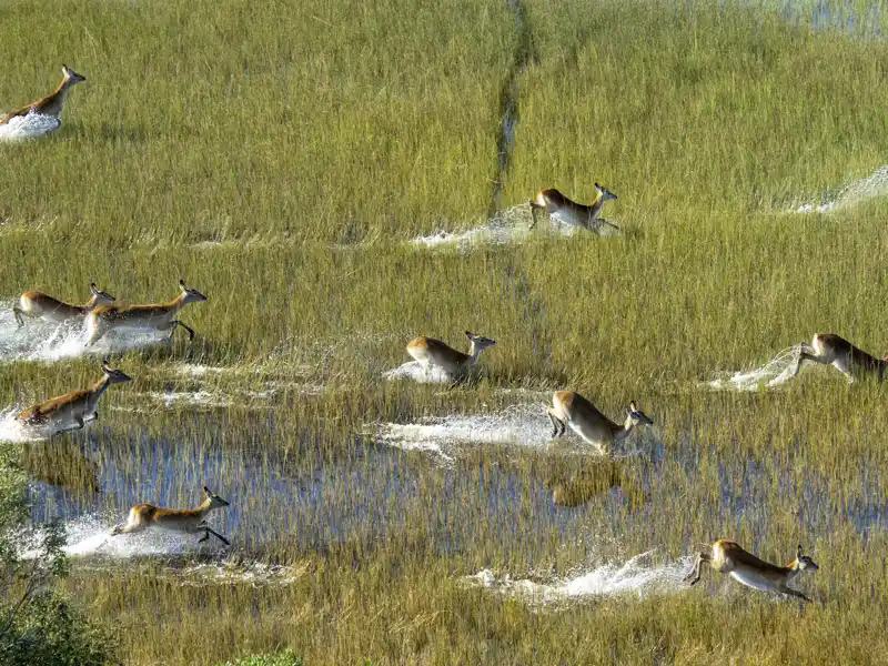 Das Okavangodelta wird jedes Jahr wieder gefüllt, wenn das Wasser aus den Bergen Angolas dort ankommt. Dann finden die Tiere wieder ausreichend Nahrung und Wasser zum Trinken.