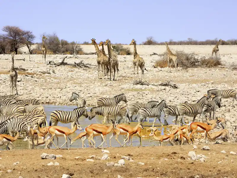 Im Etoschapark sammeln sich die Tiere an den wenigen Wasserstellen. Mit Ihrem Driver-Guide sind Sie auf Pirschfahrt und halten Ausschau nach Giraffen, Zebras, Gnus und Elefanten.