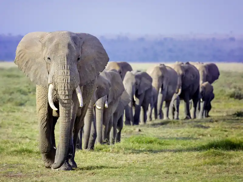 Eine Safari im Etoscha-Nationalpark gehört zu den Highlights Ihrer individuellen Mietwagenreise durch Namibia.