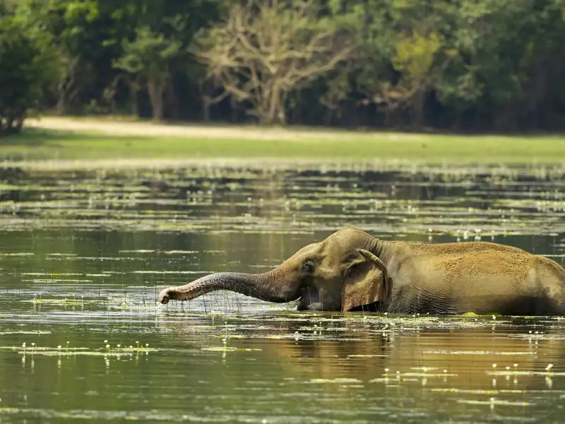 Elefanten gehören zu einer YOUNG LINE Rundreise durch Sri Lanka einfach dazu. Auf unserer Reise gehen wir im Gal-Oya-Nationalpark auf Bootssafari.