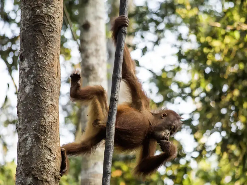 Die Möglichkeit ein Orang-Utan Baby zu sehen, möchtest du dir sicher nicht entgehen lassen - bei Buchung der Reise inklusive Sumatra hast du im Gunung-Leuser-Nationalpark gute Chancen.