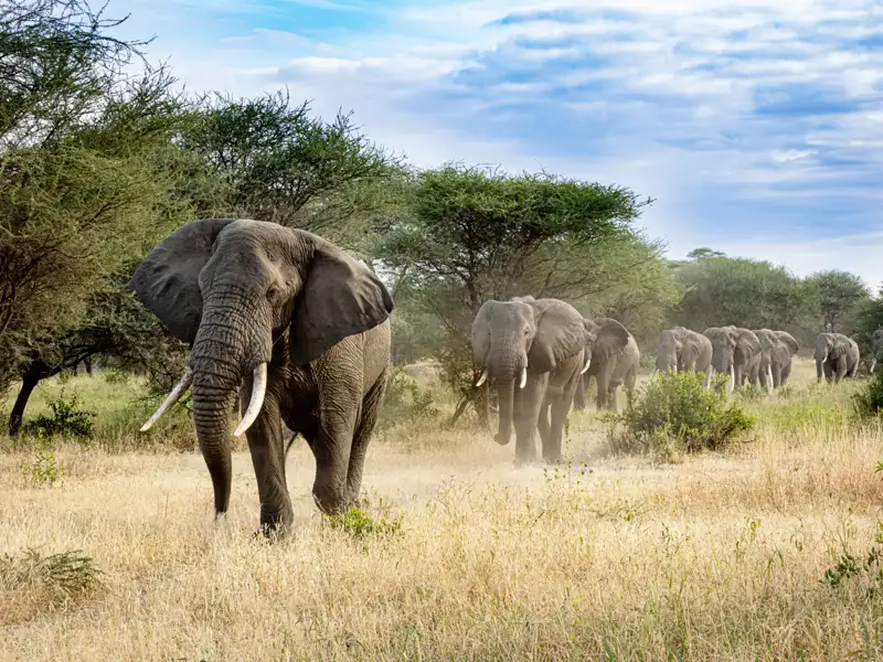 Auf unserer YOUNG LINE Reise erleben wir die Tierwelt Tansanias hautnah - mit etwas Glück auch die Big Five.