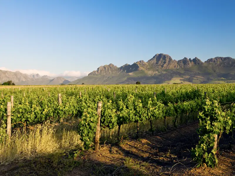 Was darf auf unserer YOUNG LINE TRAVEL Rundreise durch Südafrika nicht fehlen? Richtig: eine Weinprobe auf einem Weingut in Roberston.