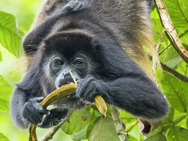 Auf unserer Rundreise durch Costa Rica folgen wir in den schönsten Nationalparks den Spuren der Tiere des Dschungels und schließen Bekanntschaft mit Brüllaffen.