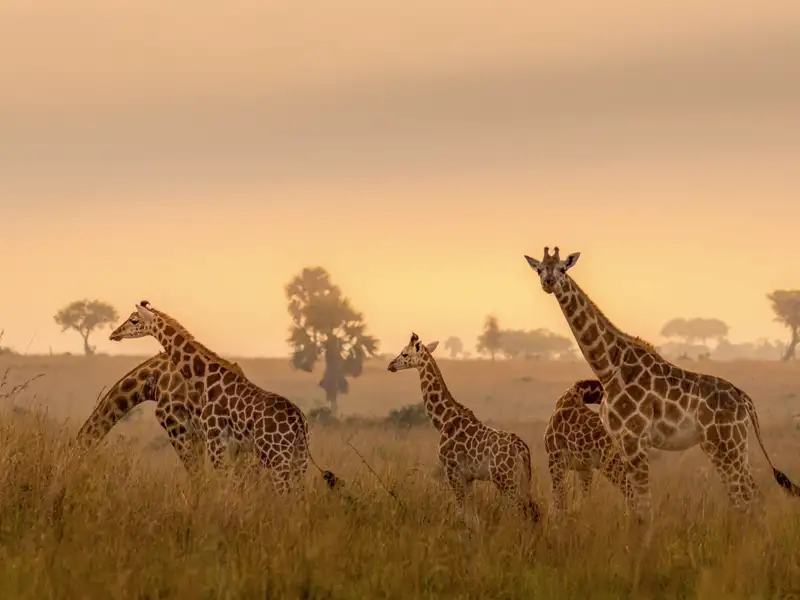 Beeindruckende Tiere: Giraffen gehören sicher zu den eindrucksvollsten Vertretern der afrikanischen Tierwelt wie wir auf unserer Marco Polo Reise durch Südafrika feststellen.