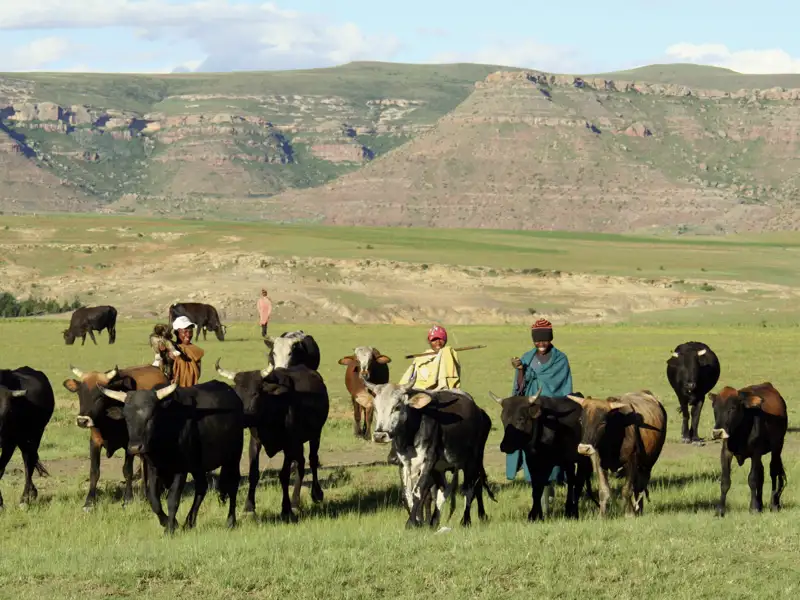 Ein Höhepunkt - auch im geographischen Sinne - ist der Aufenthalt in der Bergwelt des Königreiches Lesotho. Unterwegs mit Marco Polo Reisen in Südafrika, Eswatini und Lesotho.