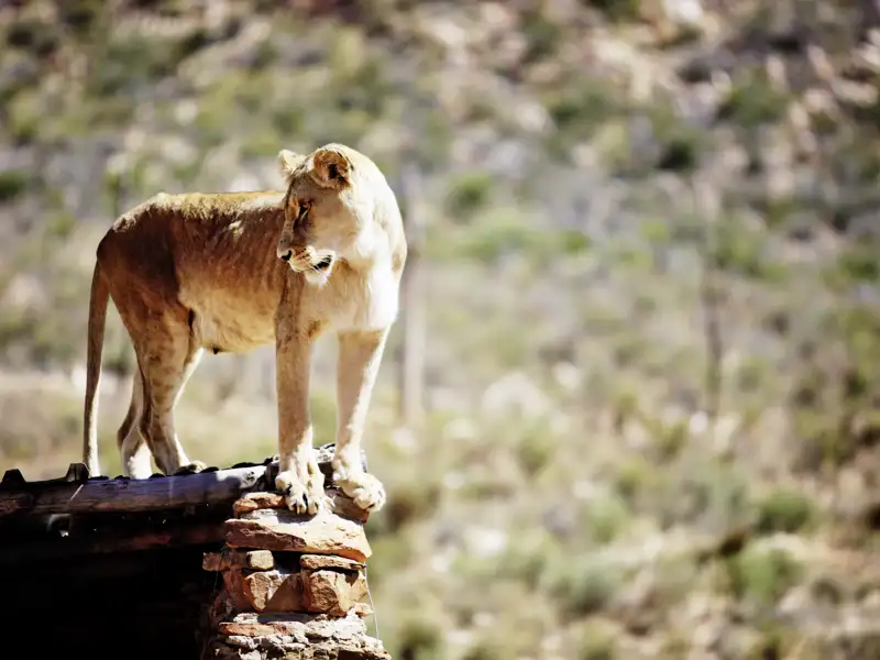 Auf unserer Rundreise mit Marco Polo in der Mini-Gruppe sehen wir mit etwas Glück die Big Five, auf jeden Fall aber die vielfältige Tierwelt in den zahlreichen Naturparks.