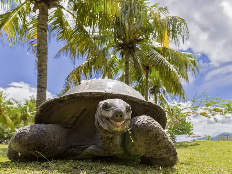 Auf Curieuse Island werden Sie die frei umherkriechende Aldabra-Riesenschildkröten hautnah erleben.