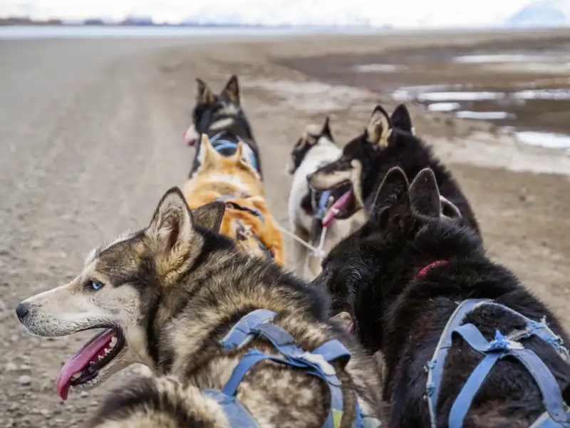 nowegen-spitzbergen-huskies