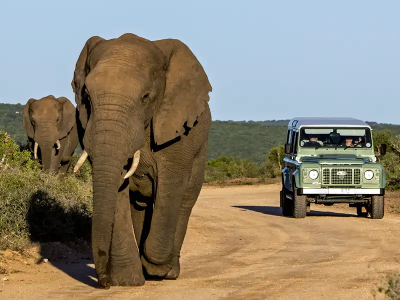 Bei Ihrer individuellen Reise nach Südafrika und Mauritius mit Marco Polo erleben Sie mit etwas Glück auf einer Pirschfahrt Elefanten in freier Wildbahn.