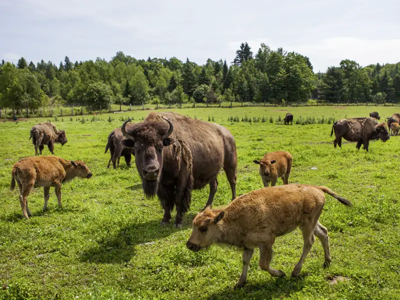 Auf Ihrer Reise besuchen Sie eine Bison-Farm.